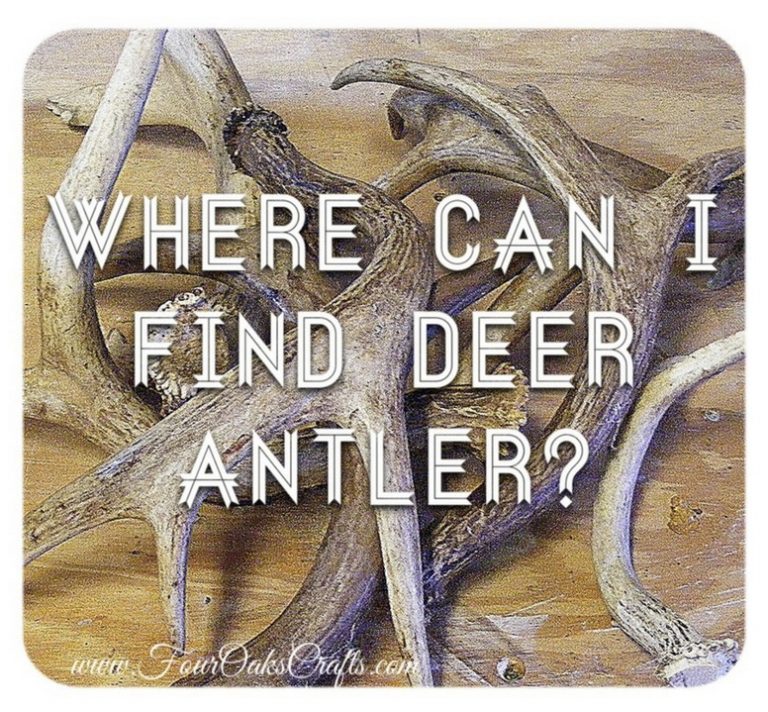 shed-hunting-the-pros-and-cons-of-finding-dead-heads-muddy-outdoors